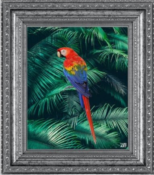 THE MACAW