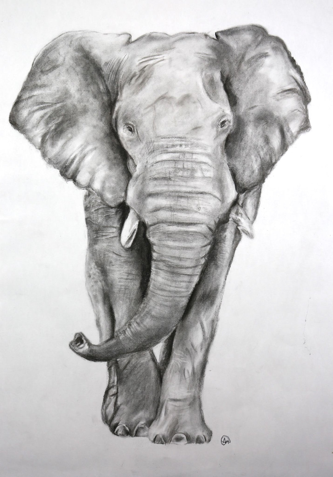 Detailed pencil drawing of an elephant on a white background