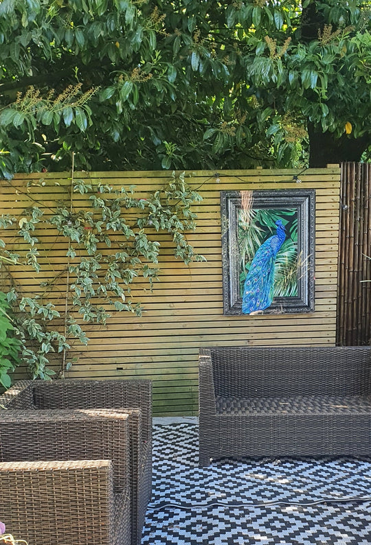 PEACOCK DELIGHT