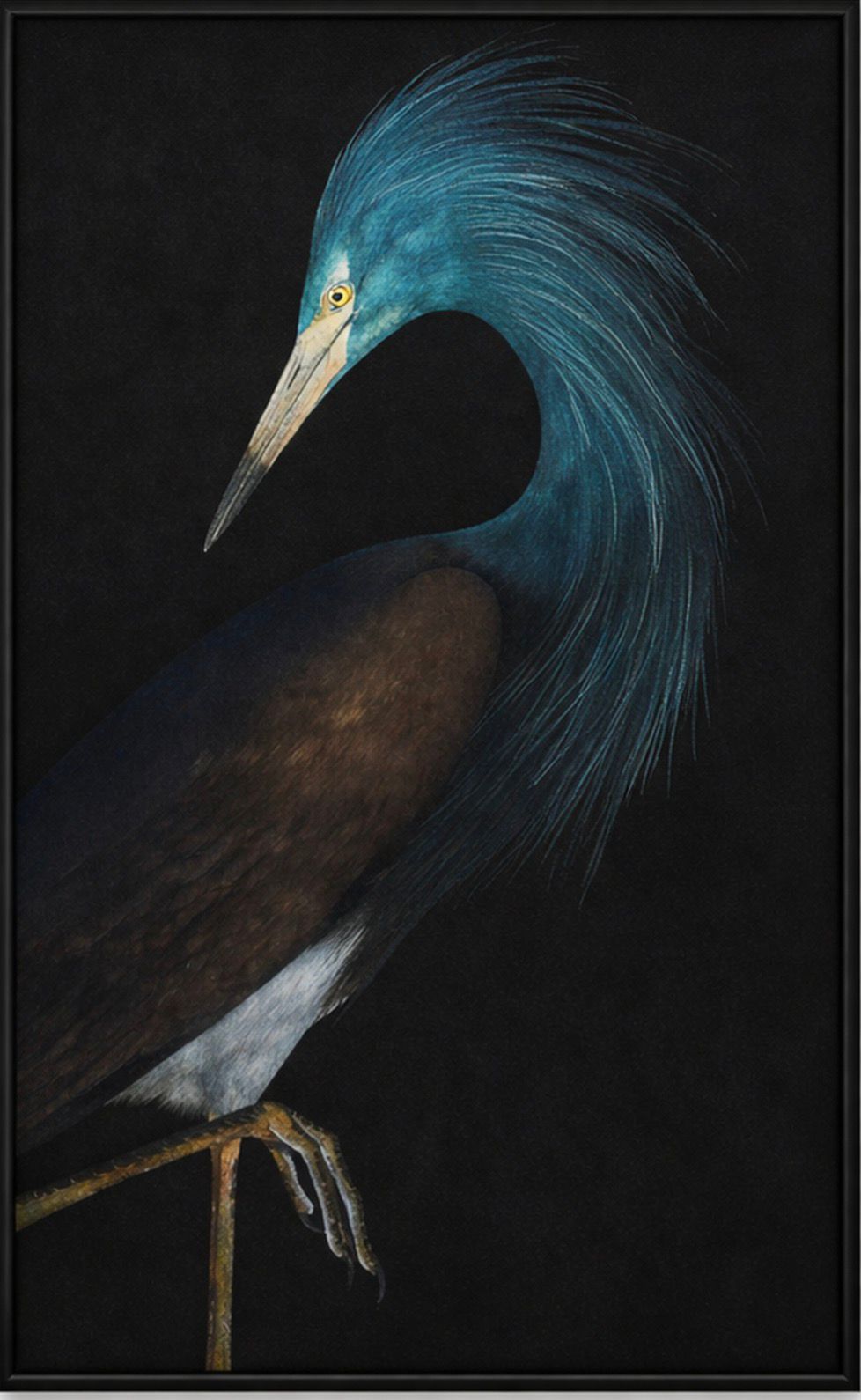 THE NOCTURNE COLLECTION