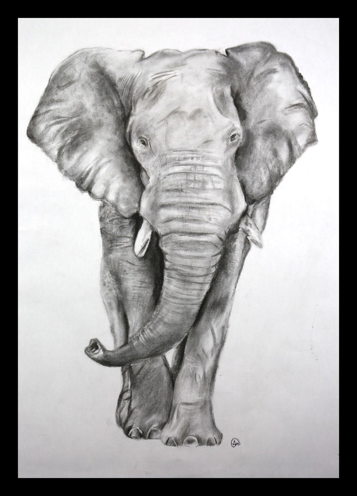 Detailed pencil drawing of an elephant on a white background